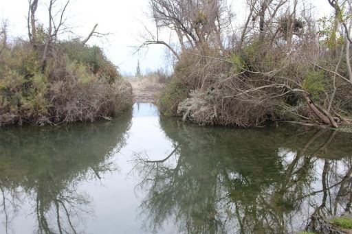 Humedal Isla de Maipo